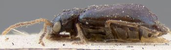 Media type: image; Entomology 18464   Aspect: habitus lateral view